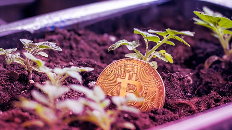 Plant a (Crypto) Seed and Watch it Grow … or Perish.